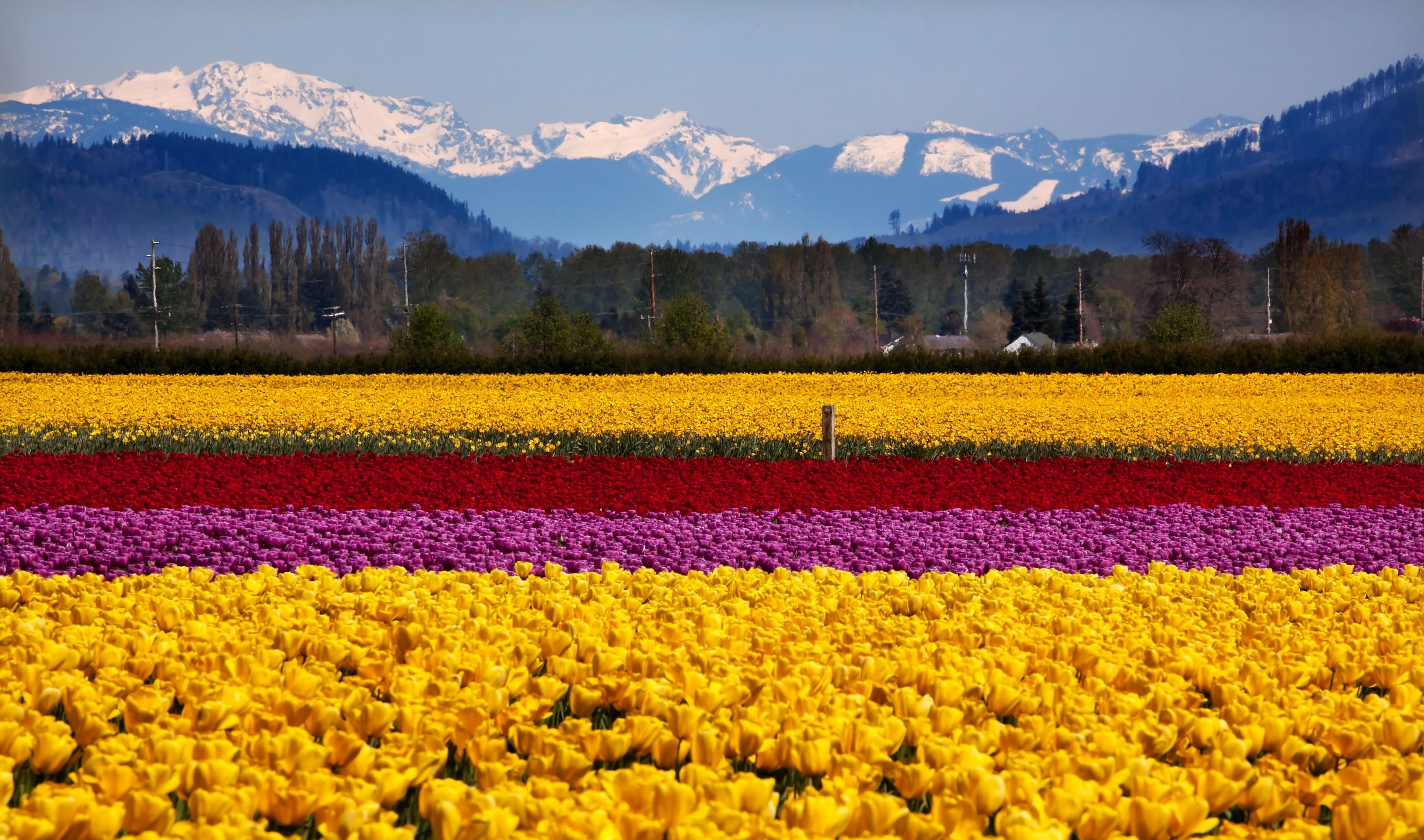 Skagit Valley Tulip Fields & Festival of Washington, U.S.