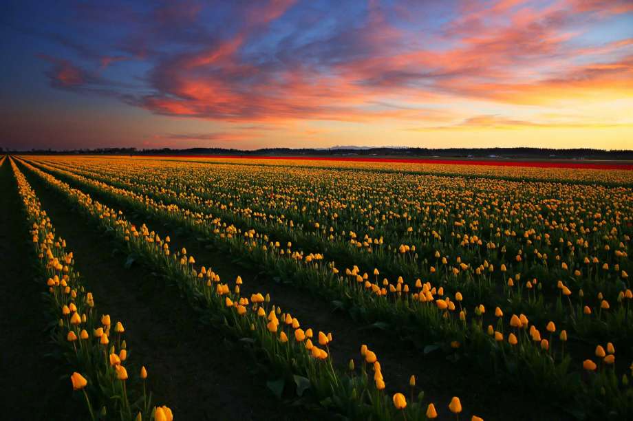 Skagit Valley Tulip Fields and Festival