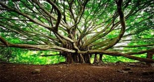 250 Years Old World’s Widest Banyan Tree at Botanical Garden, Kolkata