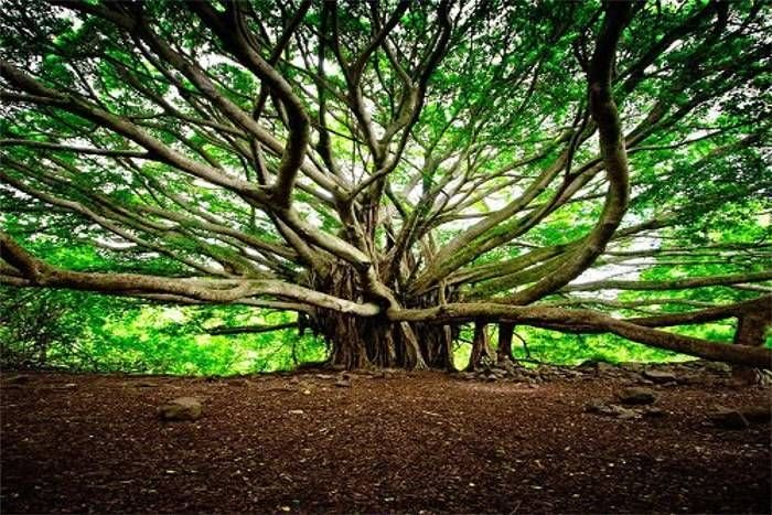 250 Years Old World’s Widest Banyan Tree at Botanical Garden, Kolkata