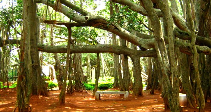 Facts about the “Great Banyan Tree”